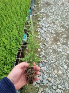 Cupressus Macrocarpa - 100 Plants